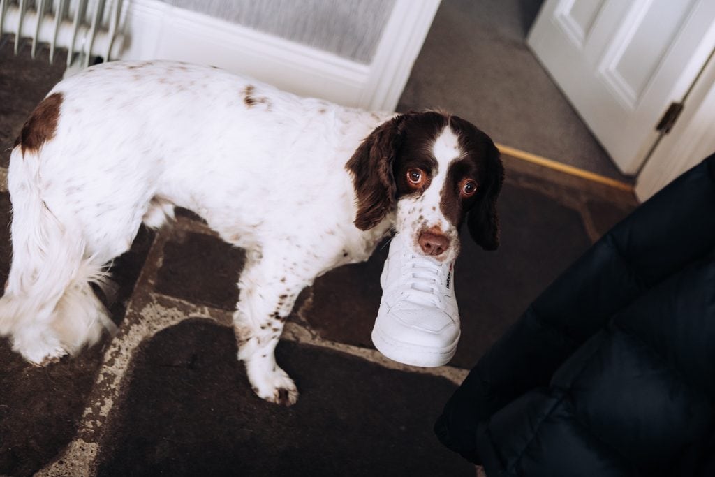 Spaniel with a shoe in its mouth