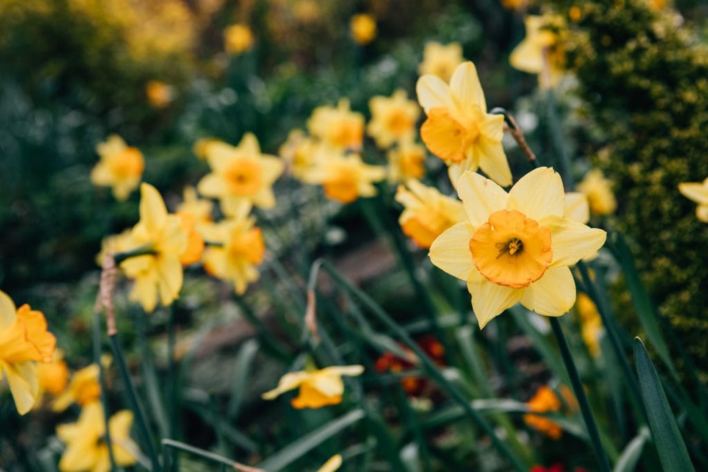 Spring Daffodils in Hexham Park