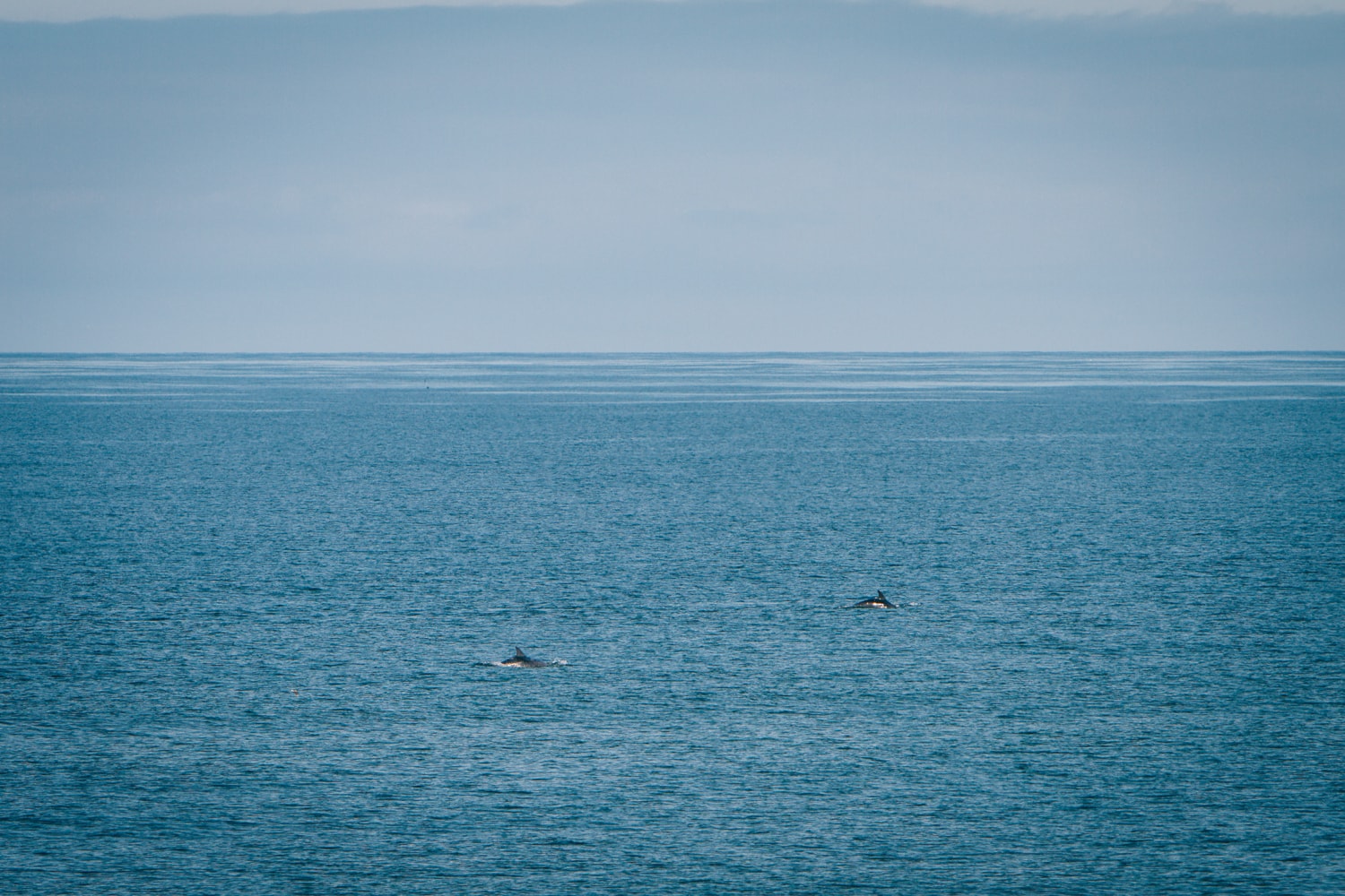 A pod of dolphins at Druridge Bay
